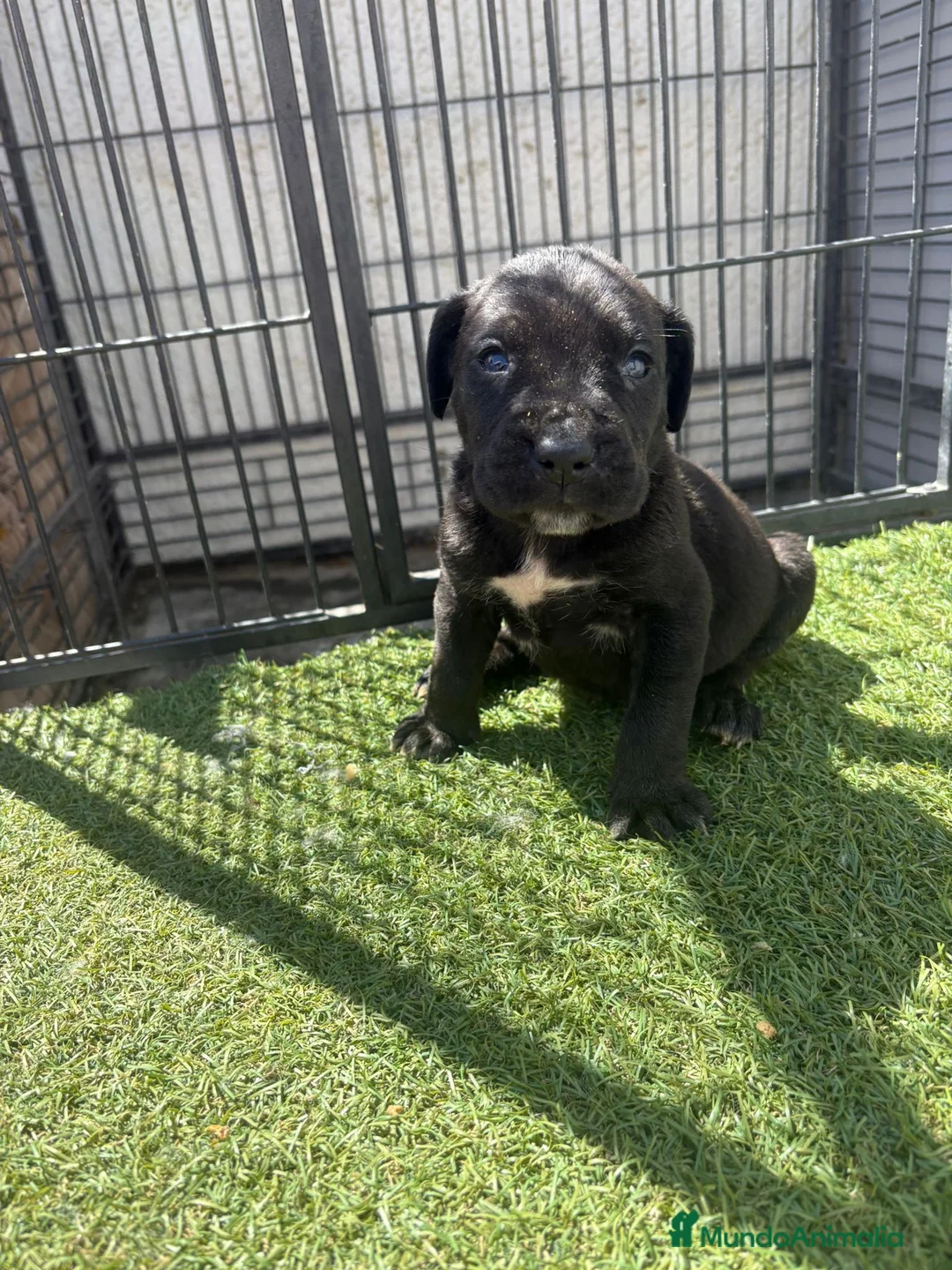 Cane Corso perros en venta: Cane Corso 3 Machos - Anuncio 2