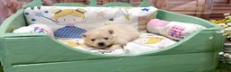 Pomerania perros en venta: Pomeranias varios colores muy bonitos!! - Anuncio 3