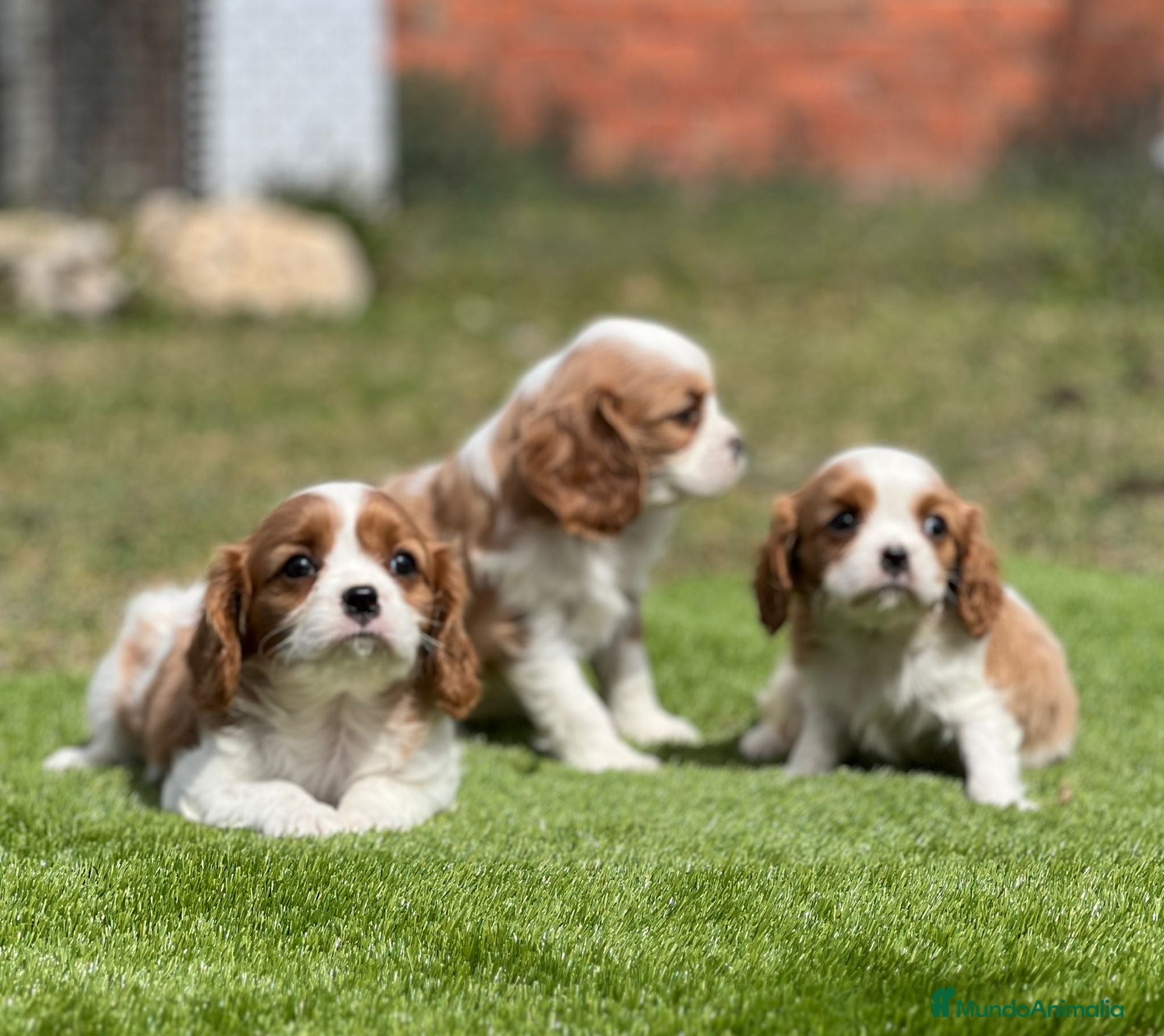 Cavalier King Charles Spaniel perros Cavalier King  - Anuncio 5