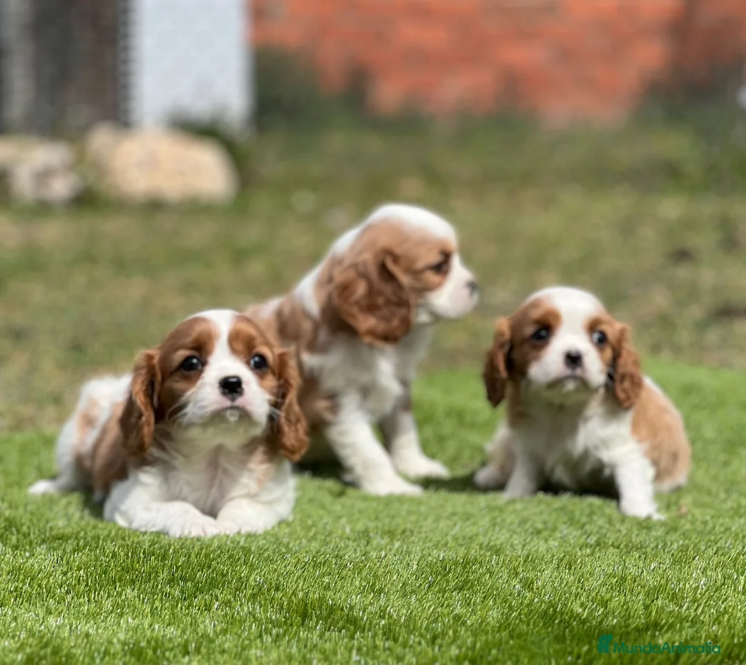 Cavalier King Charles Spaniel perros en venta: Cavalier King  - Anuncio 1
