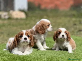 Cavalier King Charles Spaniel perros Cavalier King - Anuncio 6