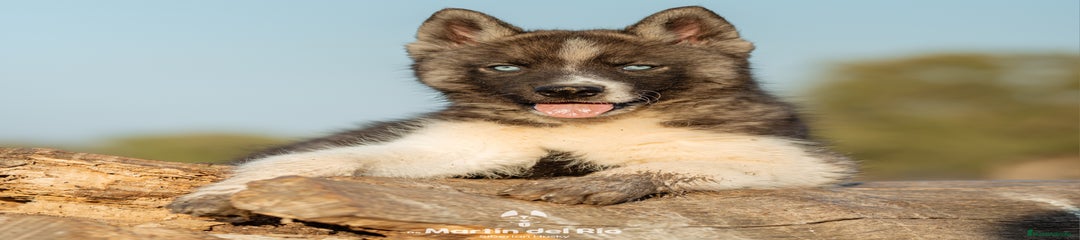 Cachorro 1
