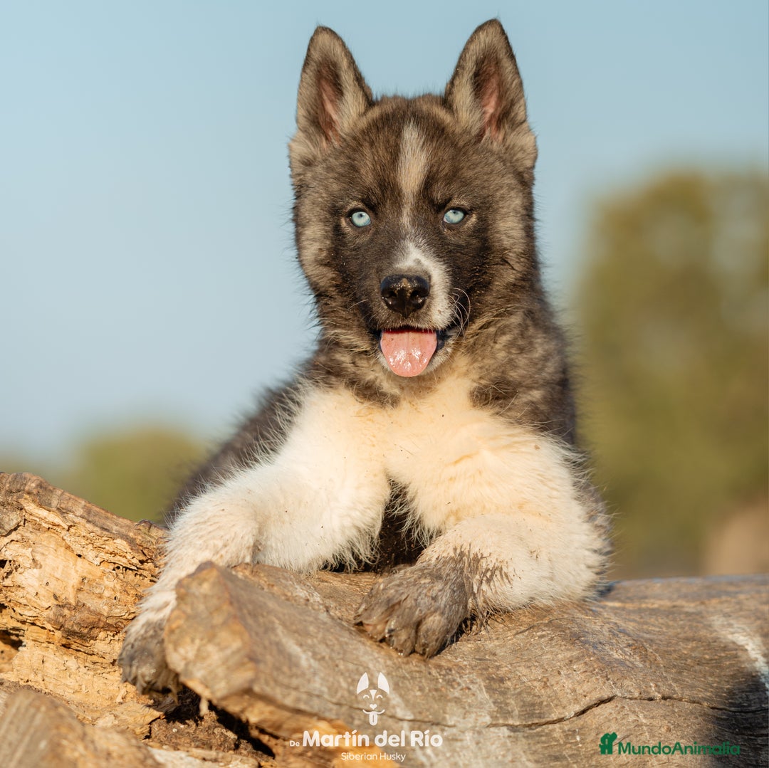 Husky Siberiano perros en venta: SIBERIAN HUSKY - AGOUTI  - Imagen 8