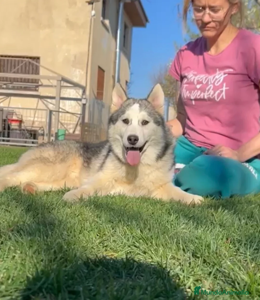 Husky Siberiano perros en venta: Preciosa cachorra husky siberiano - Anuncio 1