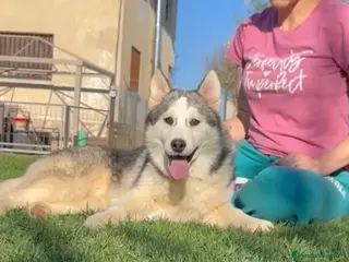 Husky Siberiano perros Preciosa cachorra husky siberiano - Anuncio 1