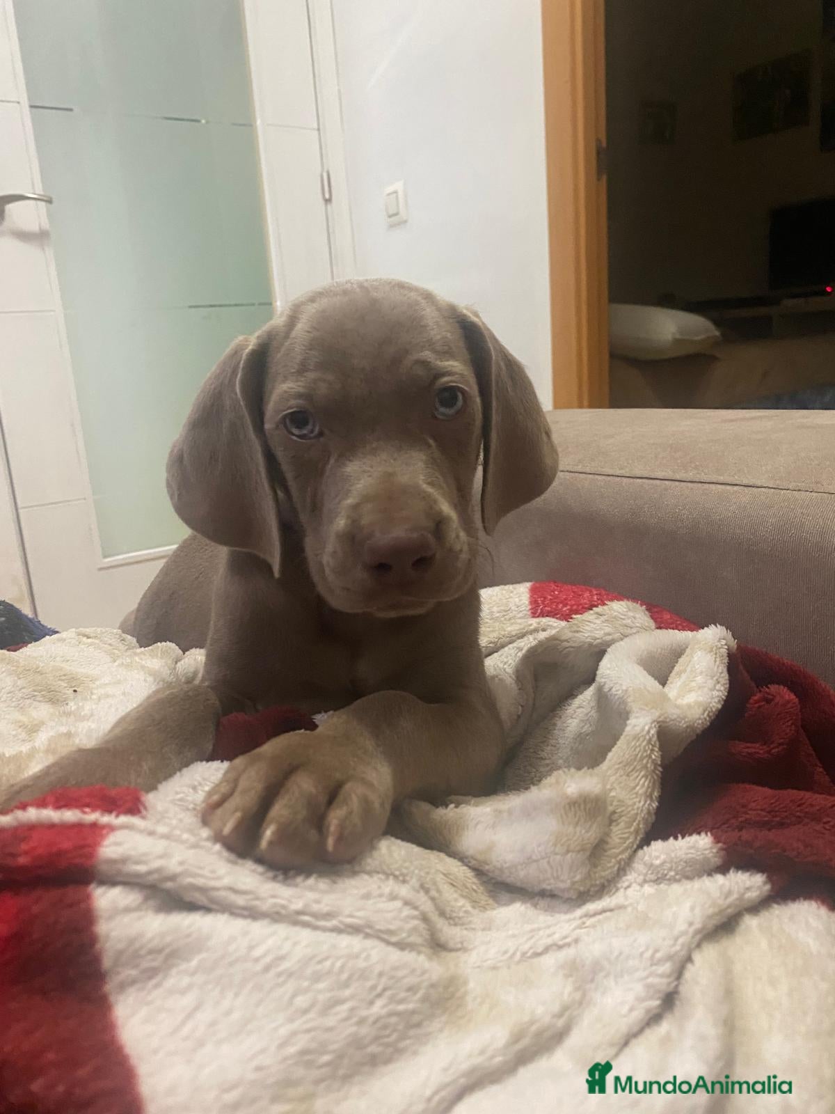Weimaraner perros Último Braco de weimar  - Anuncio 2