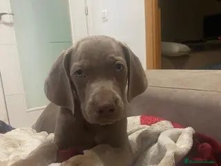 Weimaraner perros Último Braco de weimar - Anuncio 2