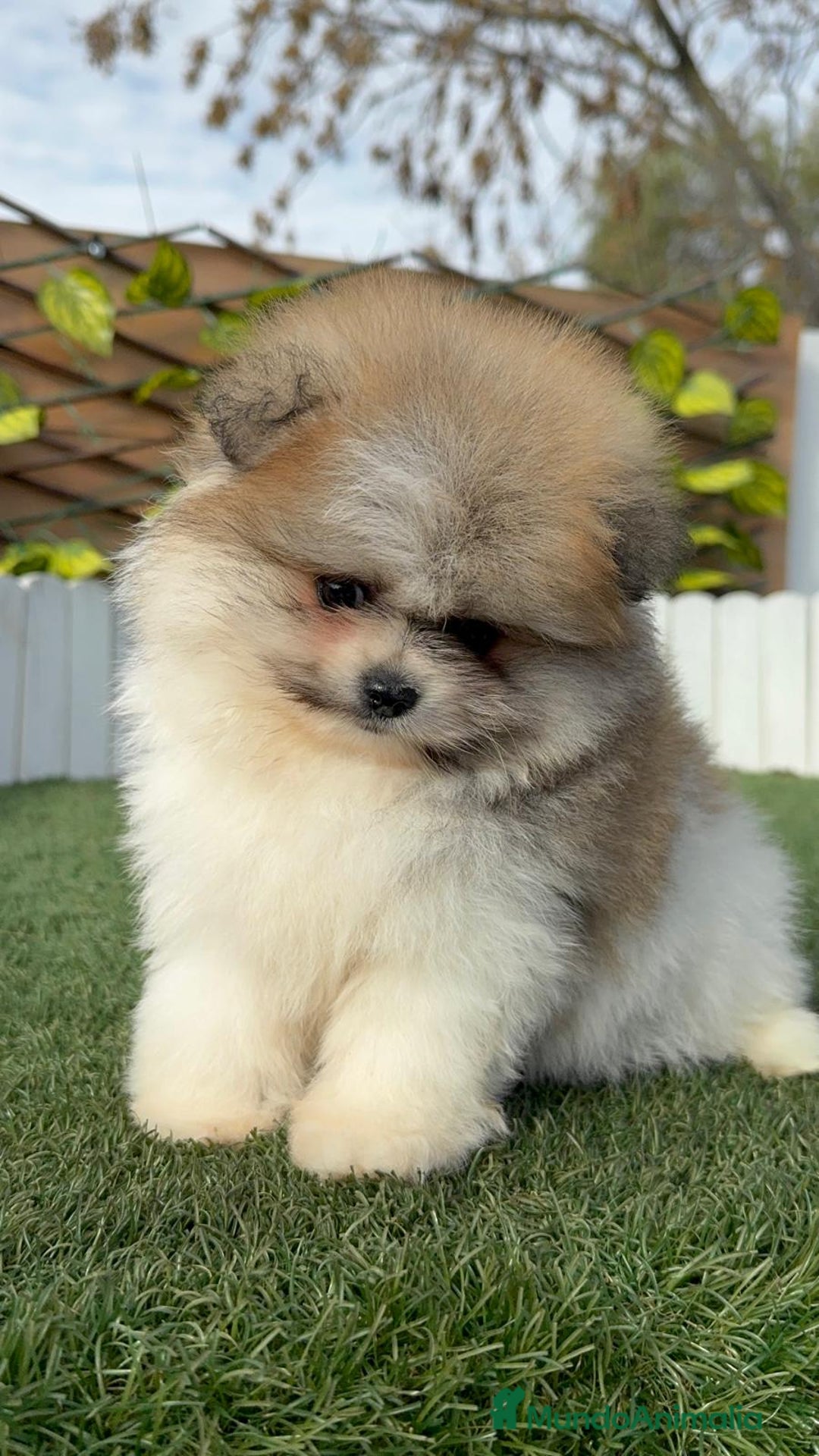 Pomerania perros en venta: POMERANIA HEMBRA DISPONIBLE - Anuncio 1