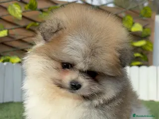 Pomerania perros POMERANIA HEMBRA DISPONIBLE - Anuncio 14
