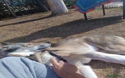 Perro Lobo Checoslovaco perros en adopcion: Perro lobo HERREÑO - Imagen 4