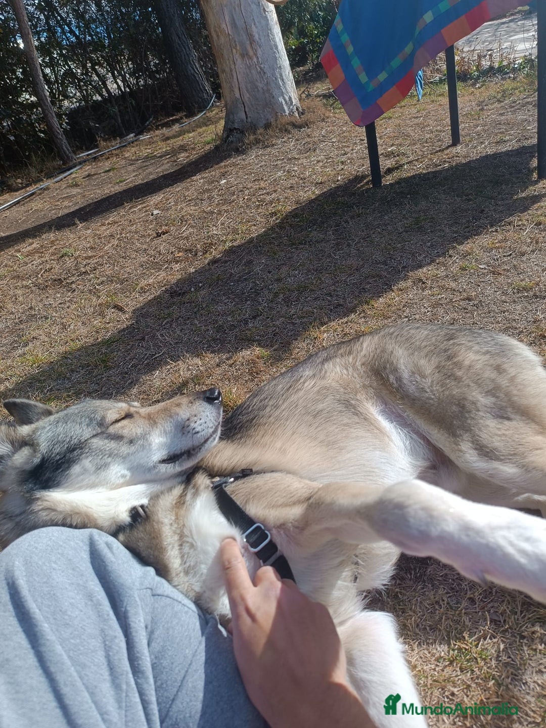 Perro Lobo Checoslovaco perros en adopcion: Perro lobo HERREÑO - Imagen 4