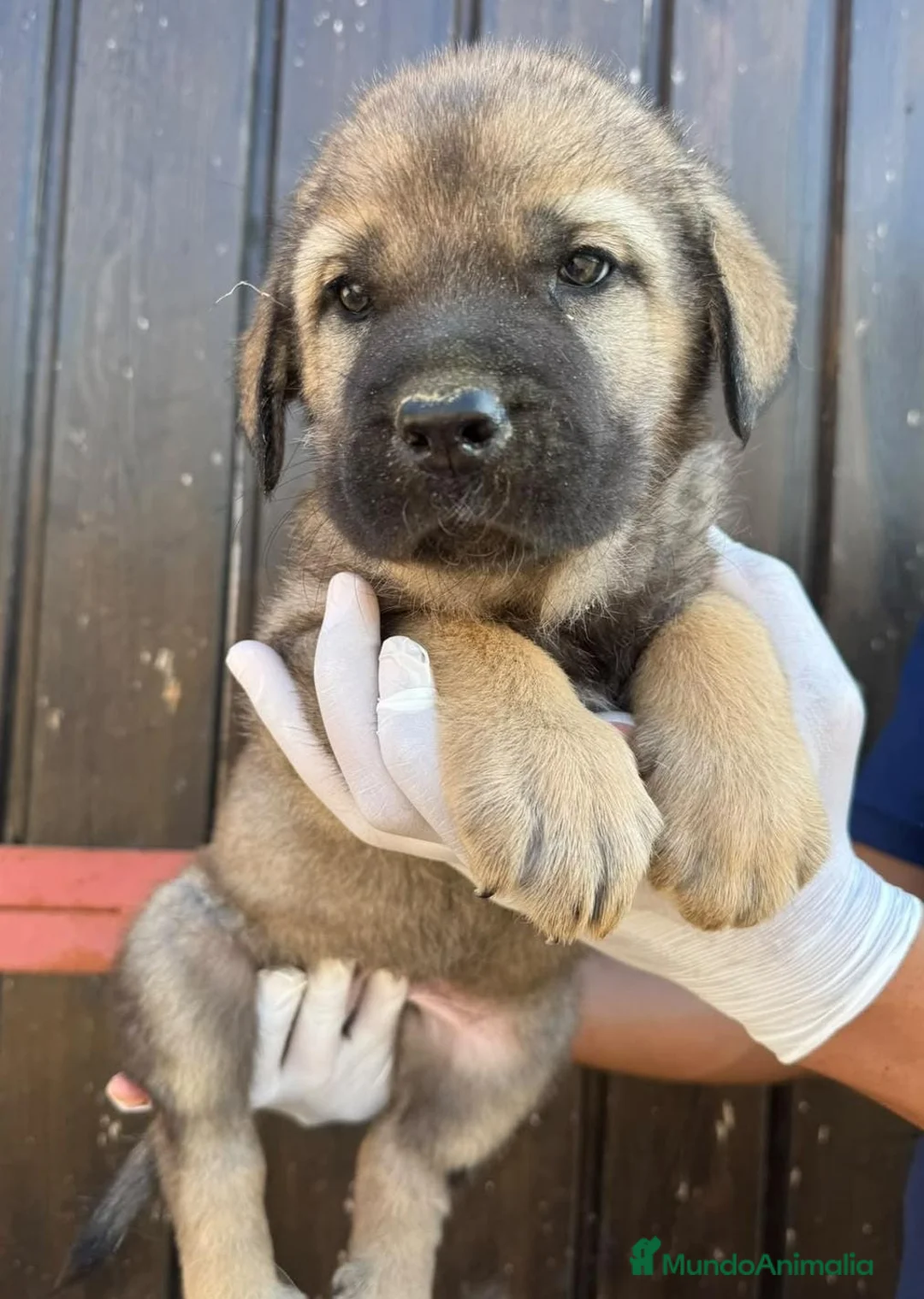 Mastín Español perros en venta: Mastín hembra 🐾 - Anuncio 1