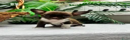 Chihuahua perros en venta: CHIHUAHUA CHOCOLATE - Anuncio 14