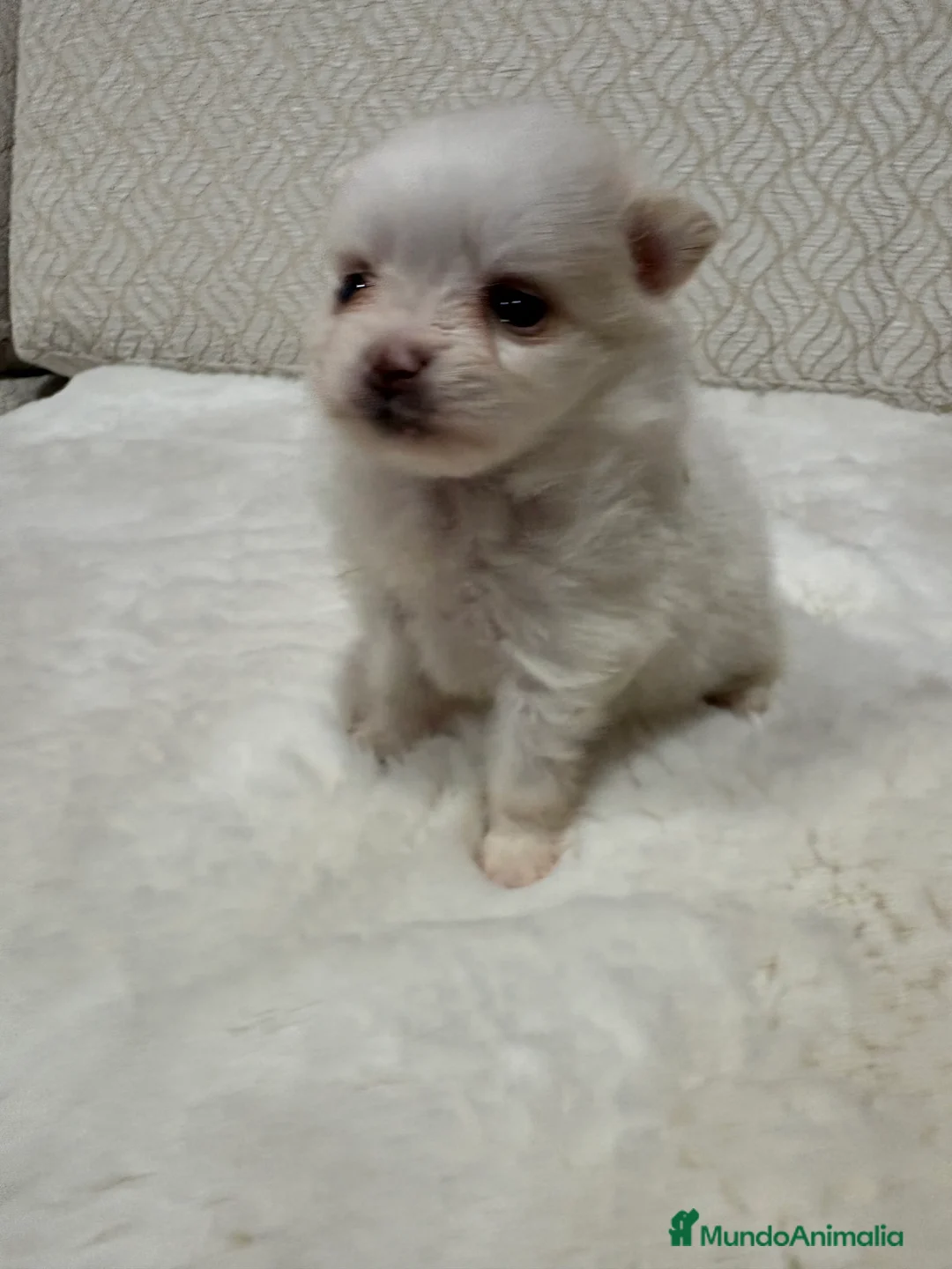 Pomerania perros en venta: Lulu Pomerania Toy hembra naranja blanca  - Anuncio 8
