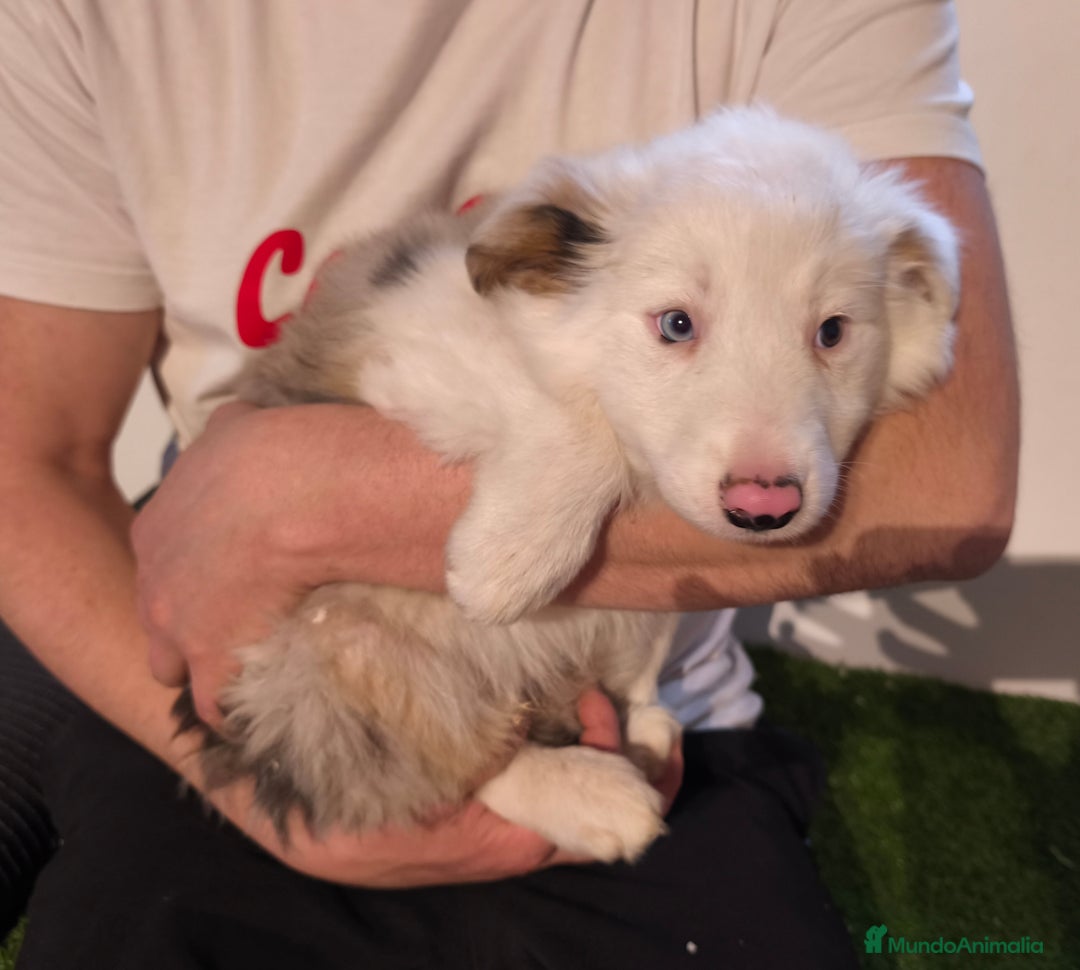 Border Collie perros en venta: Cachorros border collie de belleza, ojos azules! - Anuncio 4