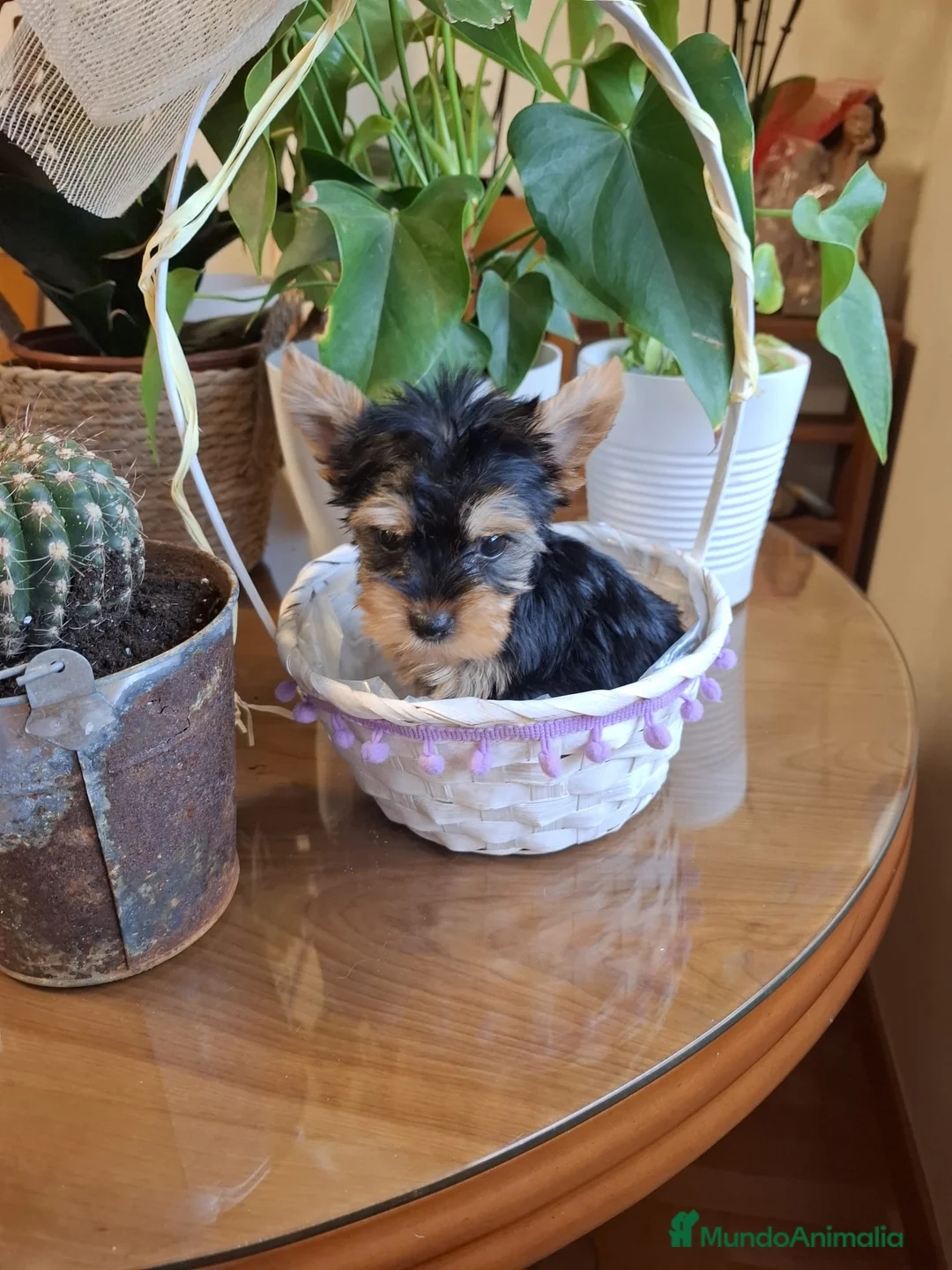 Yorkshire Terrier perros en venta: Yorkshire  en Barcelona - Anuncio 2