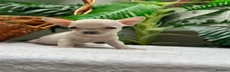 Chihuahua perros en venta:  CAMADA DE CHIHUAHUA – BLANCOS Y CANELA  - Anuncio 15