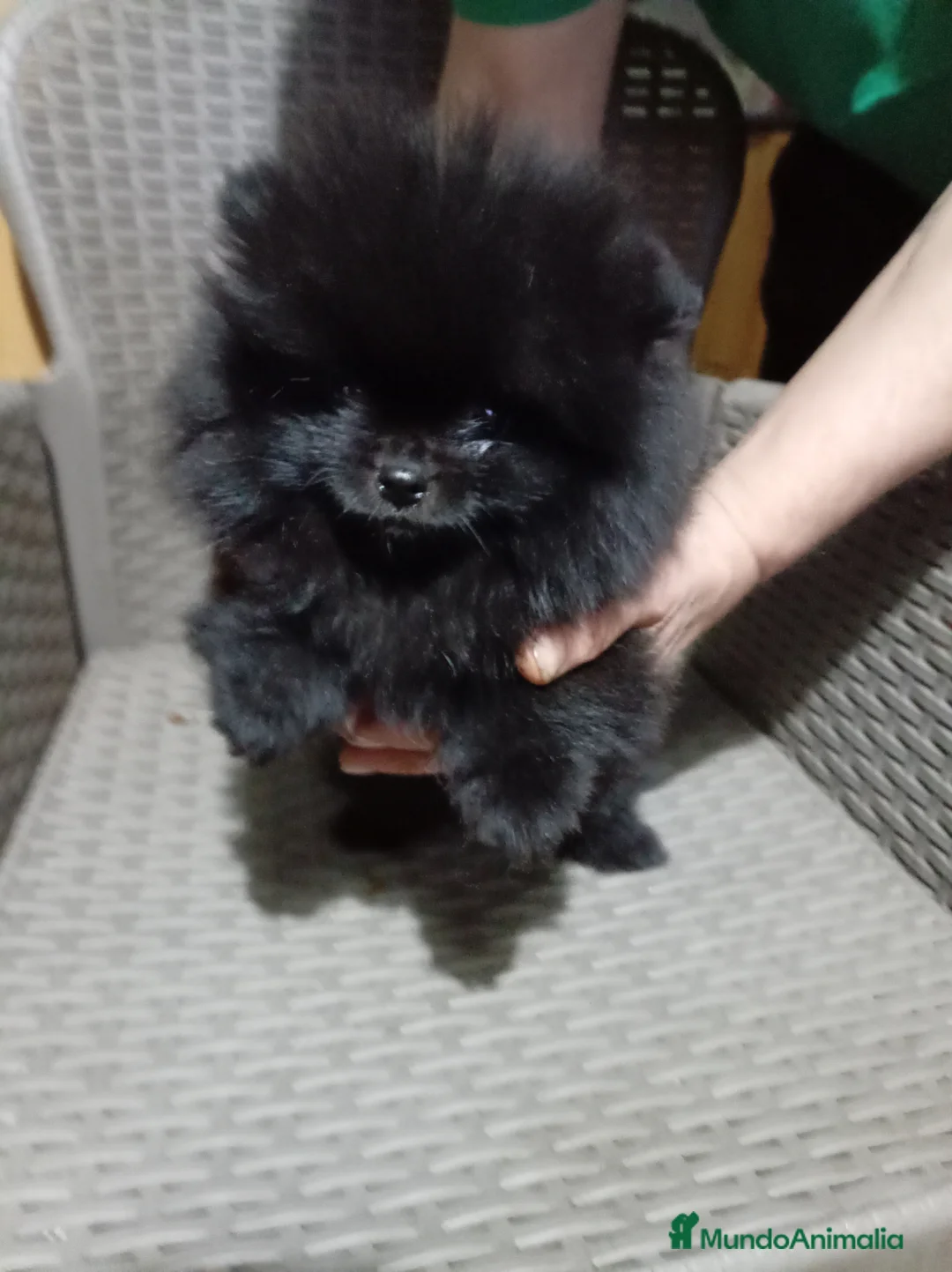 Pomerania perros en venta: Pomerañia mini - Anuncio 10
