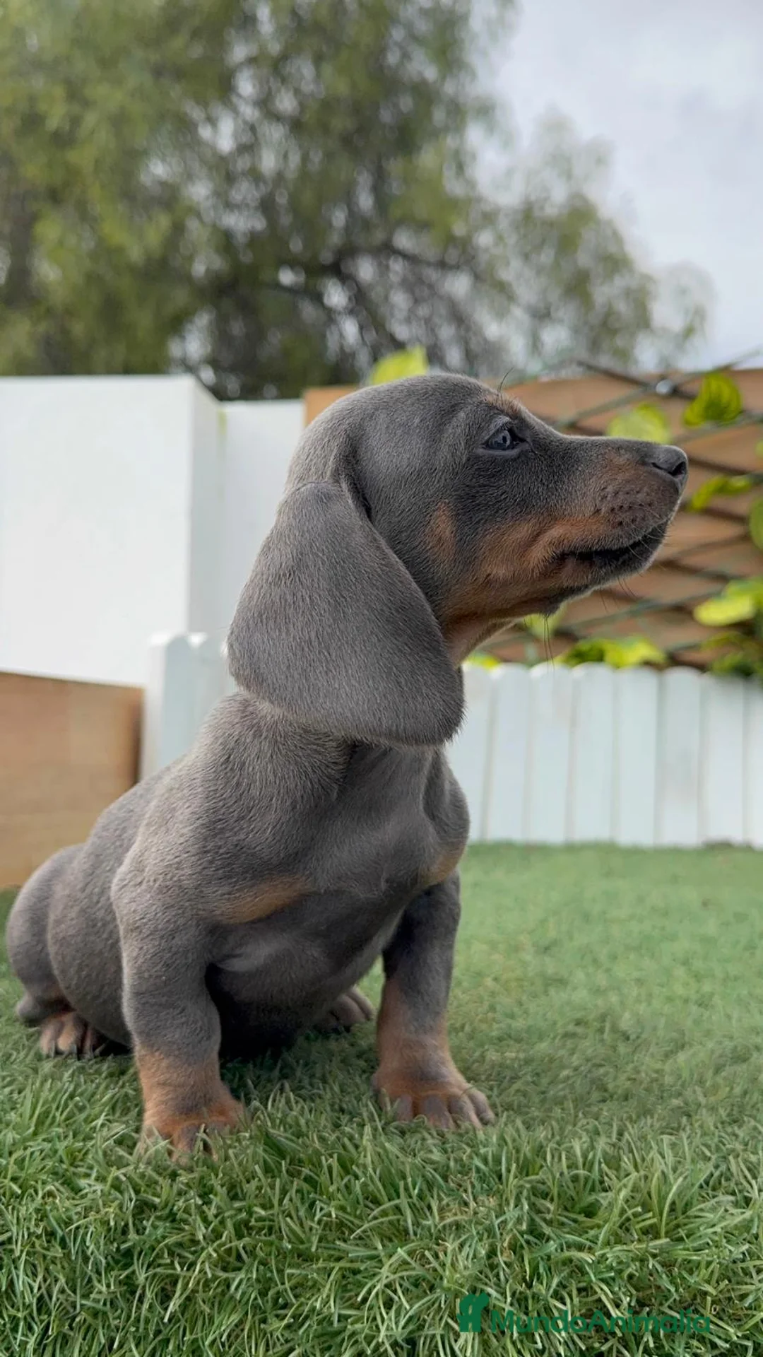Teckel Miniatura perros en venta: TECKEL BLUE HEMBRA - Anuncio 6