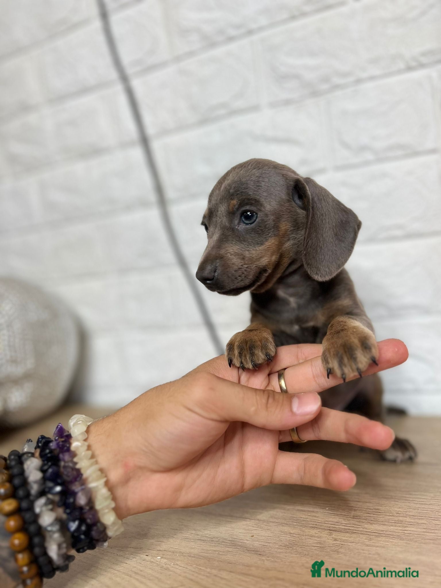 Teckel perros TECKEL PRECIOSOS !!!! en Badajoz - Anuncio 8