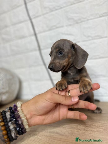 Teckel perros en Badajoz - Anuncio 4