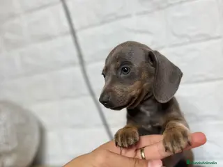 Teckel perros TECKEL PRECIOSOS !!!! en Badajoz - Anuncio 23