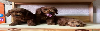 Caniche rojo 