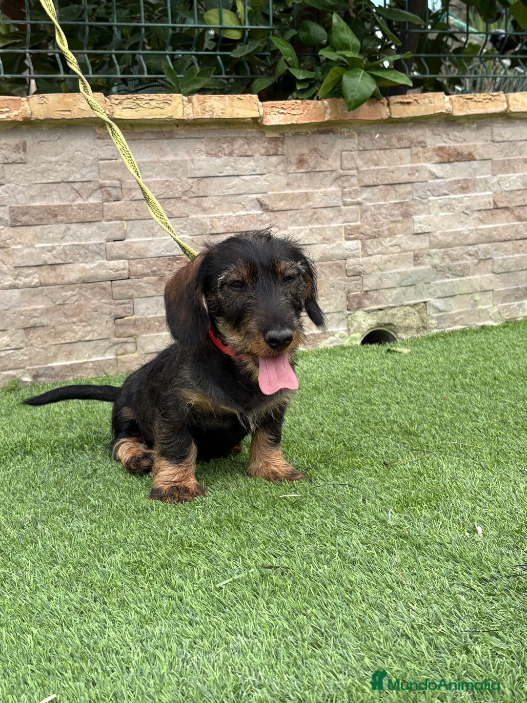 Teckel perros en venta: Disponible preciso teckel pelo duro - Imagen 4