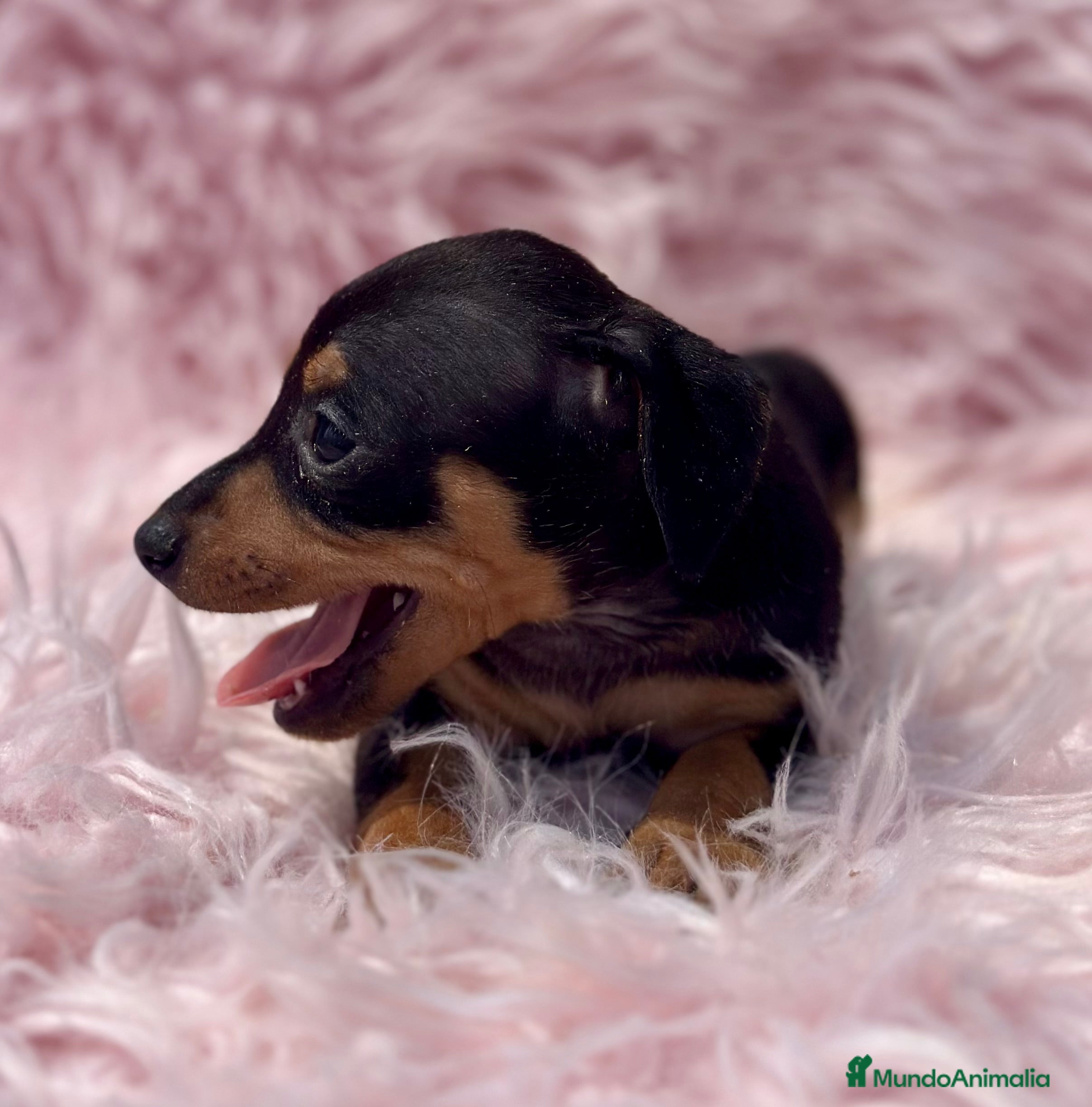Pinscher Miniatura perros MINIPINSCHER DISPONIBLES - Anuncio 2