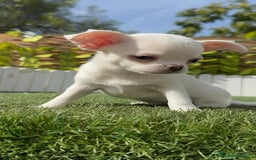 Chihuahua perros en venta: CHIHUAHUA MACHO - Imagen 21