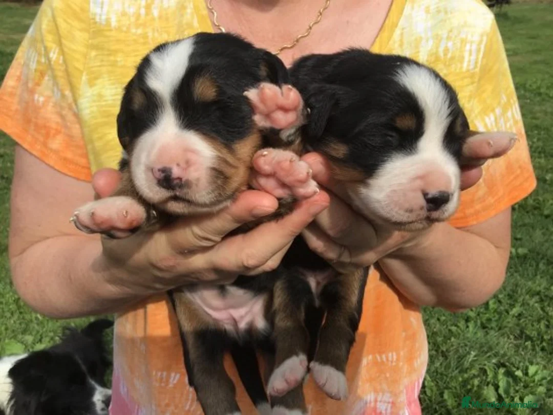 Imagen de galería {{count}}