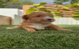 Maltipoo perros en venta: MALTIPOO - Imagen 5