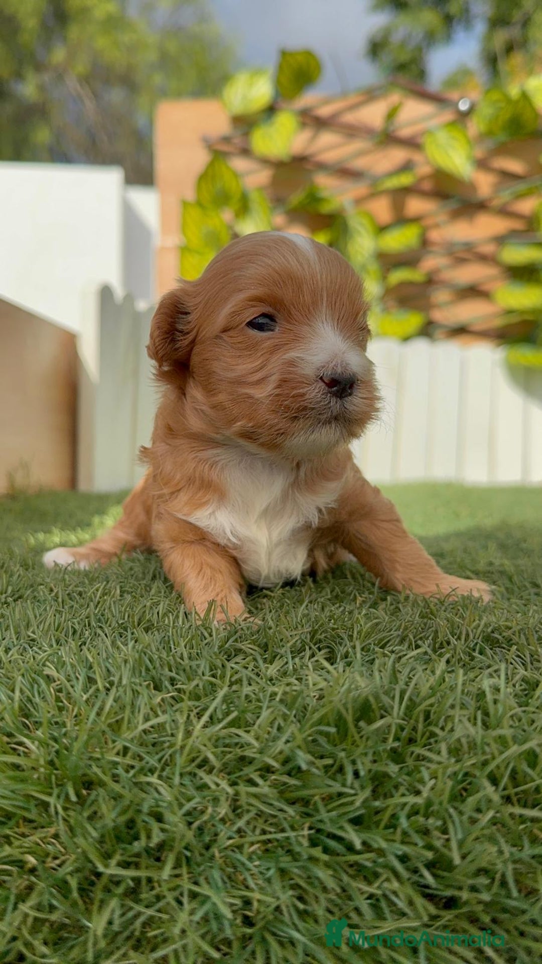 Maltipoo perros en venta: MALTIPOO - Imagen 5