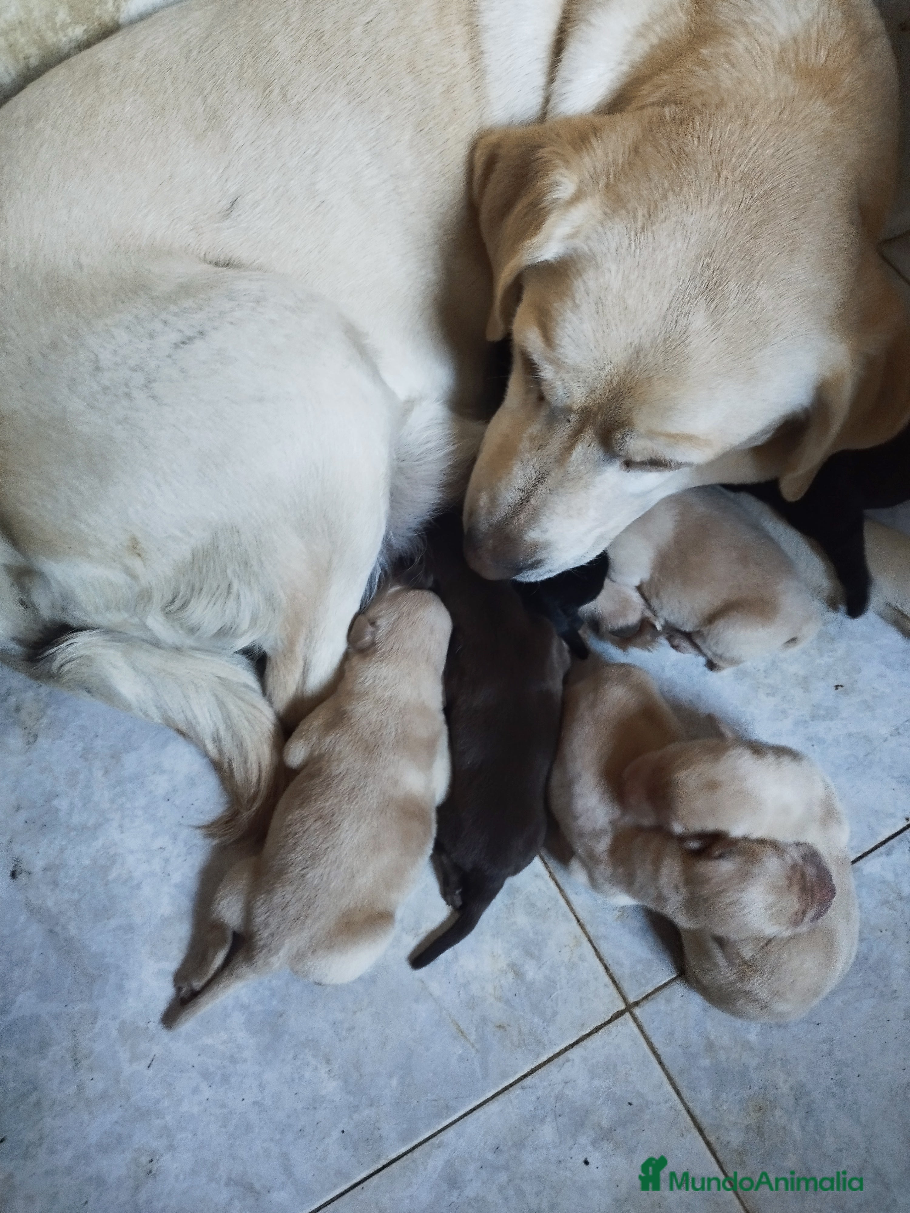 Labrador Retriever perros LABRADOR EXCLUSIVO  - Anuncio 2