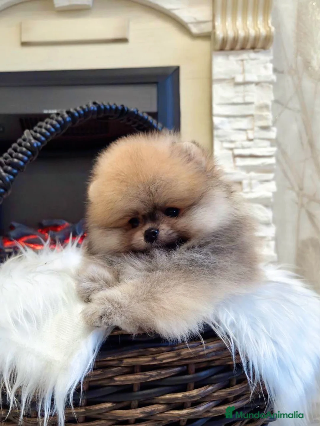 Pomerania perros en venta: Cachorros de Pomerania - Anuncio 6