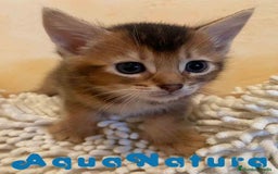 Abisinio gatos en venta: Abisinio Macho de Santa 1835 - AQUANATURA en Barcelona - Imagen 9