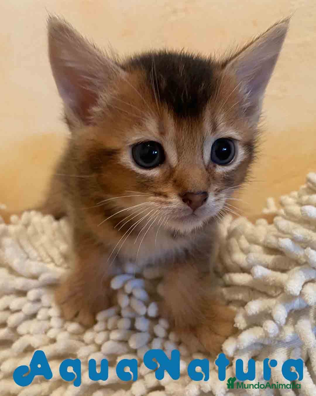 Abisinio gatos en venta: Abisinio Macho de Santa 1835 - AQUANATURA en Barcelona - Imagen 9