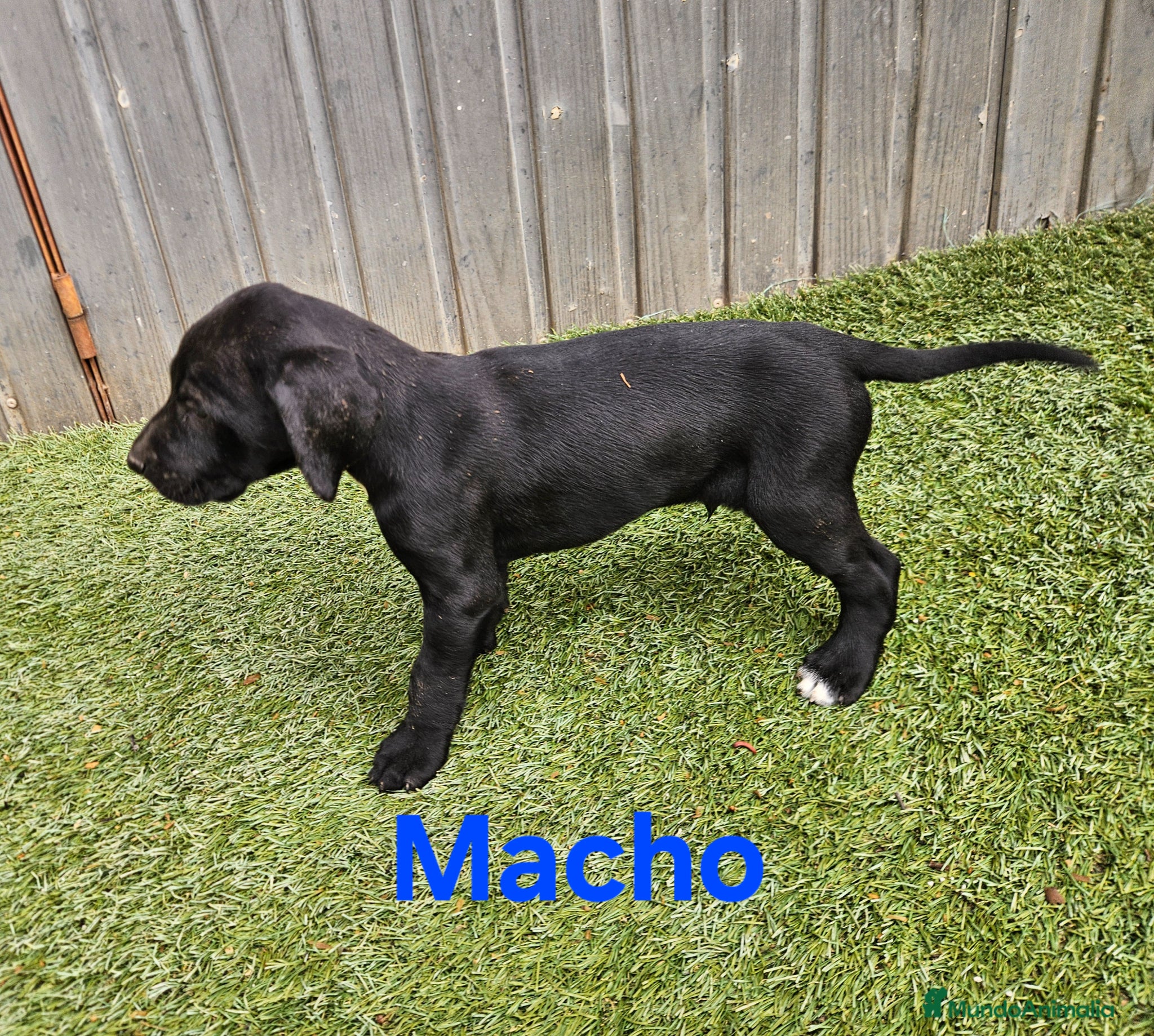 Braco Alemán de Pelo Corto perros Camada braco - Anuncio 3