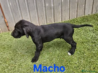 Braco Alemán de Pelo Corto perros Camada braco - Anuncio 32