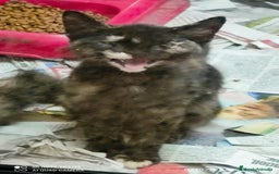 Europeo de Pelo Corto gatos en adopcion: gatitas comunes  - Imagen 1