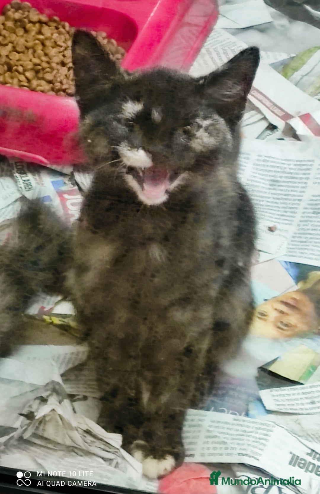 Europeo de Pelo Corto gatos en adopcion: gatitas comunes  - Imagen 1