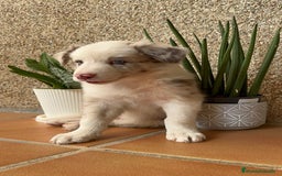 Border Collie perros en venta: BORDER COLLIE MACHO - Imagen 2