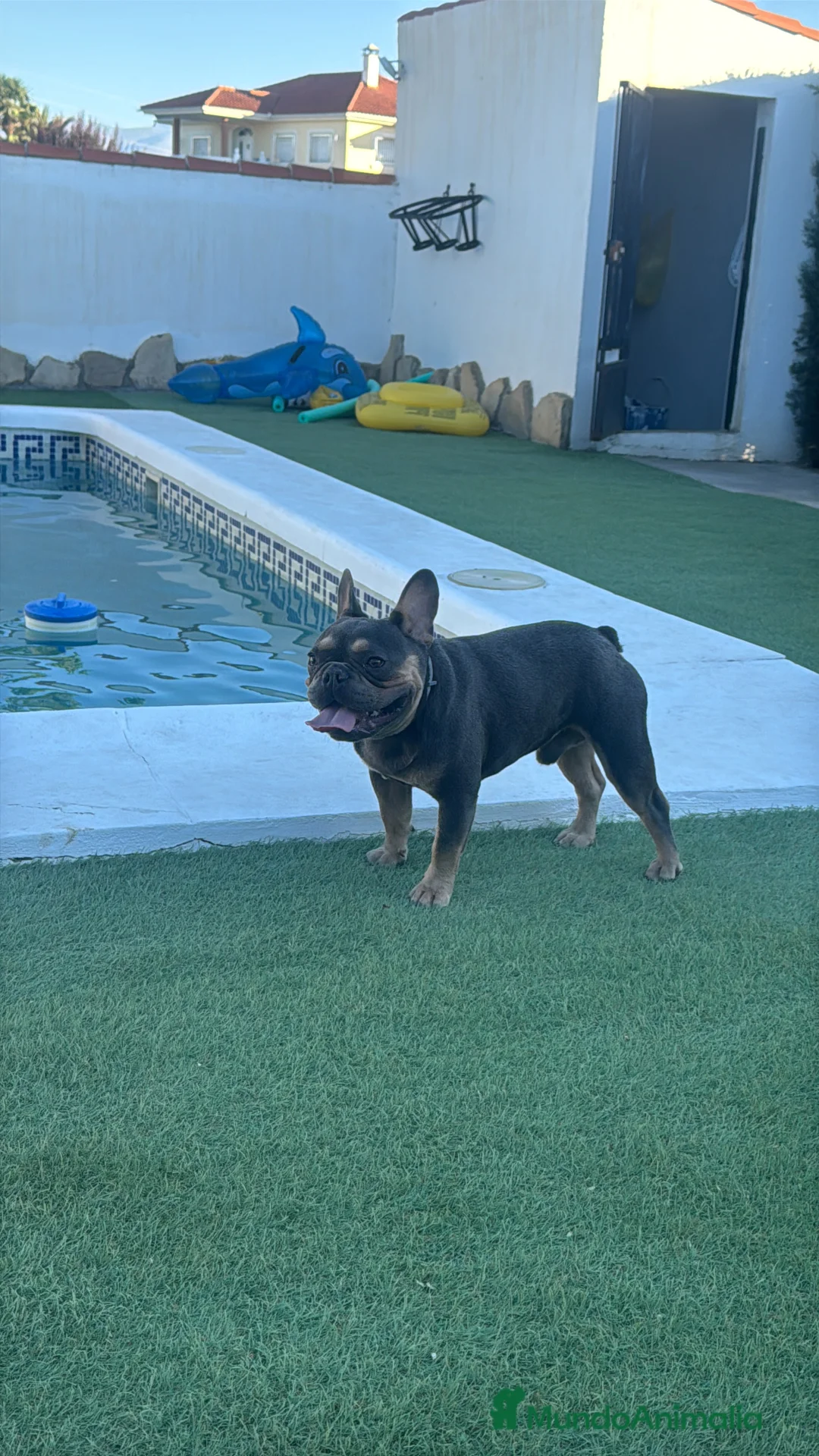 Bulldog Francés perros para monta:  🔥 BULLDOG FRANCÉS MACHO PARA MONTAS - Anuncio 3