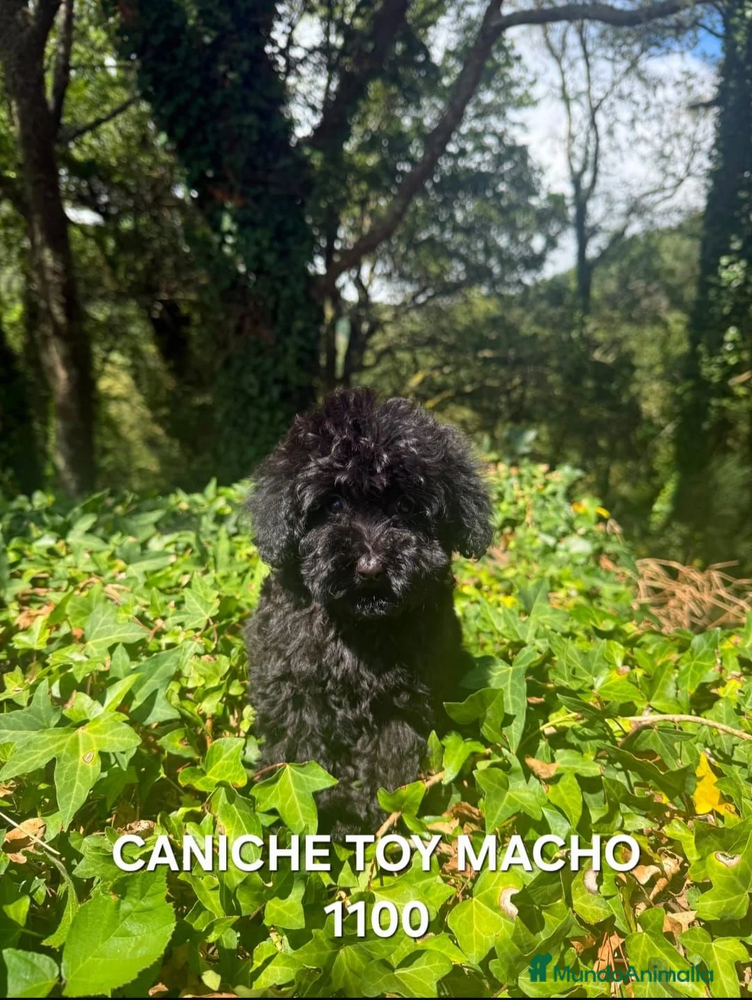 Caniche Toy perros en venta: Preciosos caniches Toy en Lugo - Anuncio 2