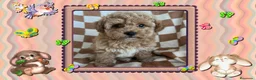 Caniche Toy perros en venta: Caniche toy, oportunidad - Anuncio 1
