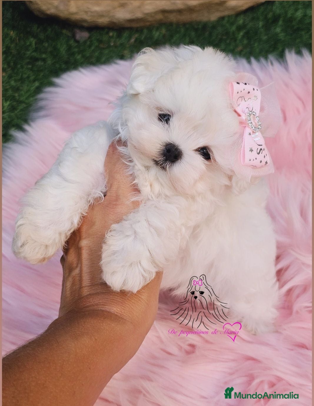 Bichón Maltés perros Bichon maltes coreano miniatura  - Anuncio 8