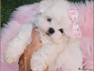 Bichón Maltés perros Bichon maltes coreano miniatura - Anuncio 8