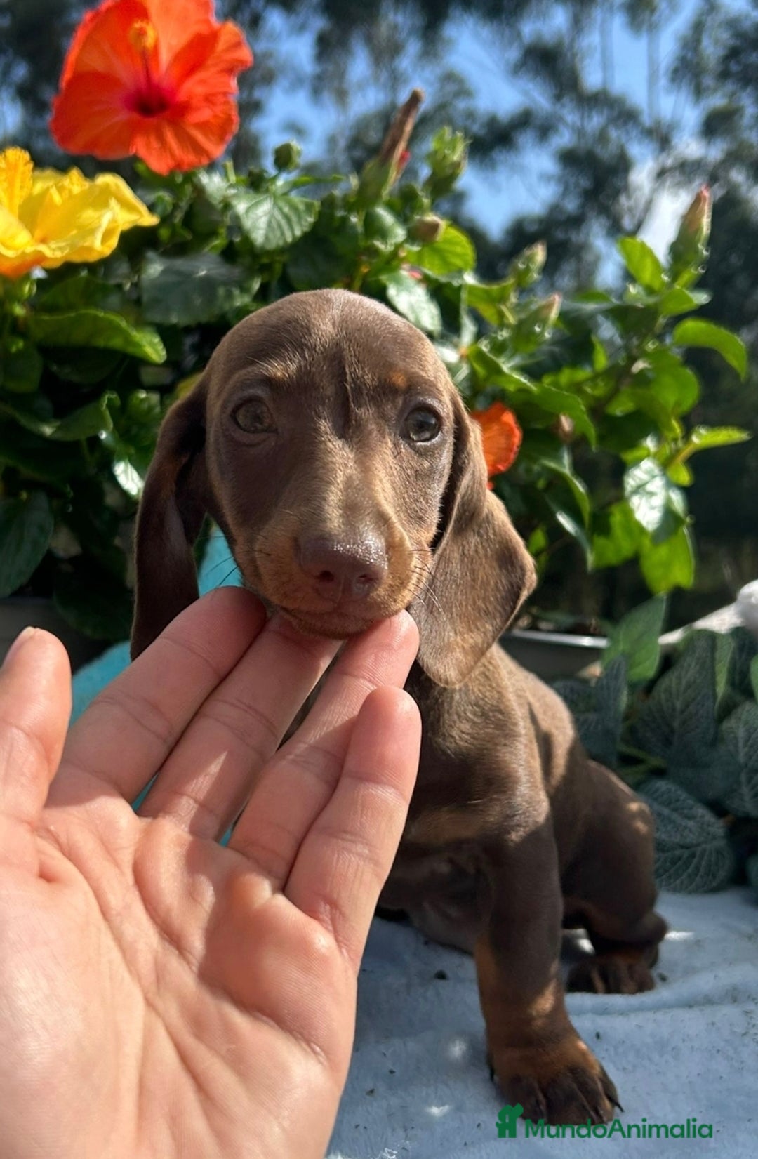 Teckel Miniatura perros en venta: Teckel mini hembra chocolate  - Imagen 3