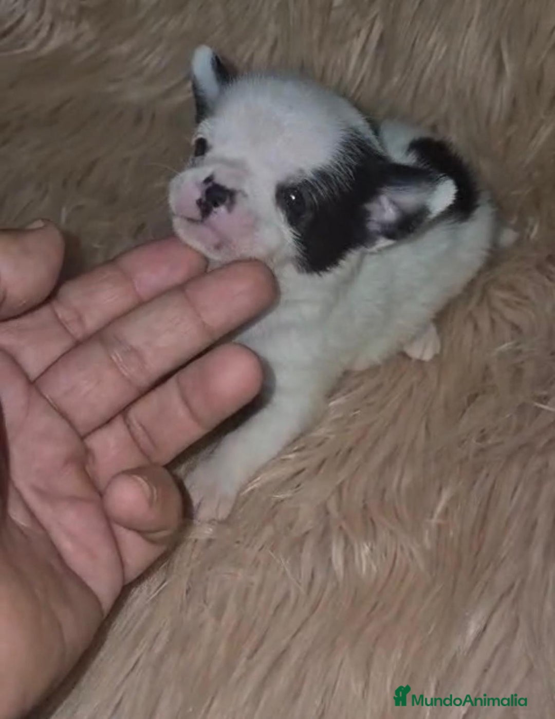 Chihuahua perros en venta: Chihuahua mini-toy ruso - Imagen 10