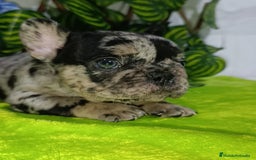 Bulldog Francés perros en venta: Bulldog exóticos y fluffys  - Imagen 6